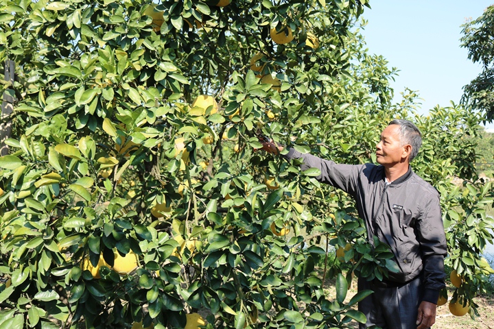 Bưởi VietGAP thơm ngọt - hiệu quả từ những mô hình khuyến nông - ảnh 3