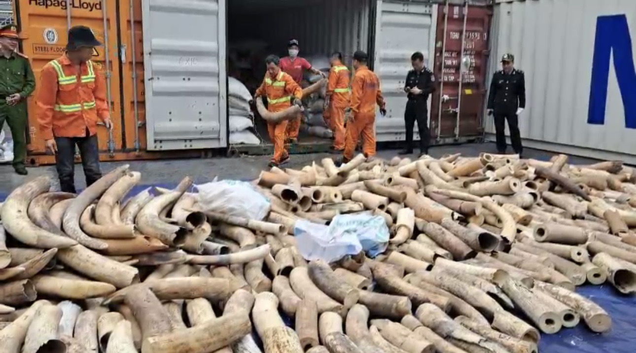 Bắt giữ vụ buôn lậu, vận chuyển trái phép 7 tấn ngà voi lớn nhất từ trước đến nay - ảnh 2