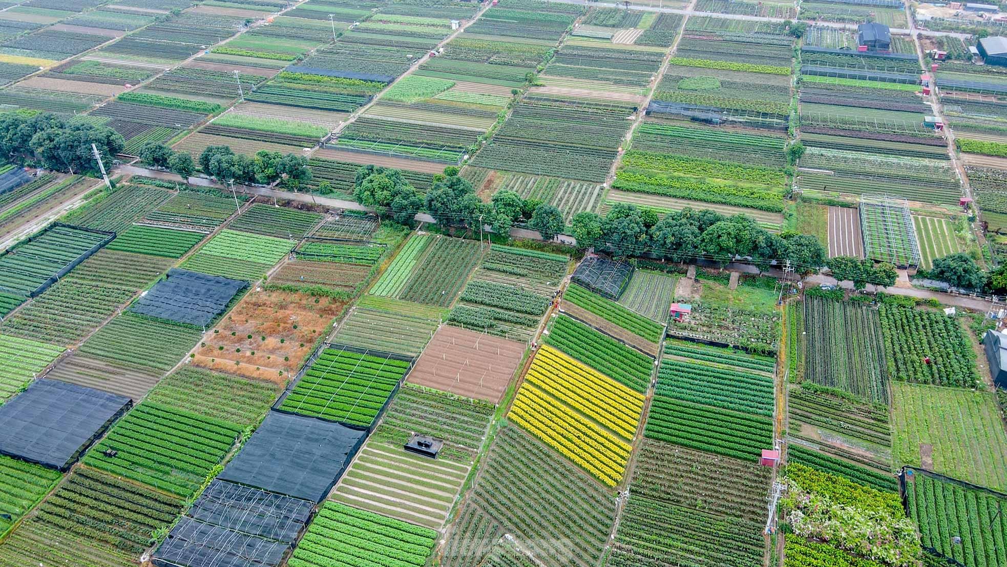 Hà Nội: Sôi động thị trường hoa, cây cảnh - ảnh 5