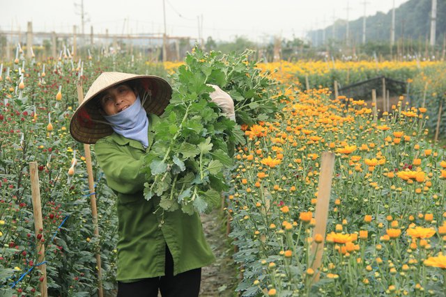 Hà Nội: Sôi động thị trường hoa, cây cảnh - ảnh 4