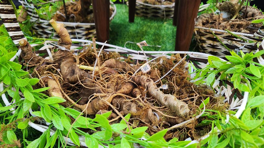 Tuần lễ “Nhận diện đúng sâm Ngọc Linh trên thị trường” - ảnh 2