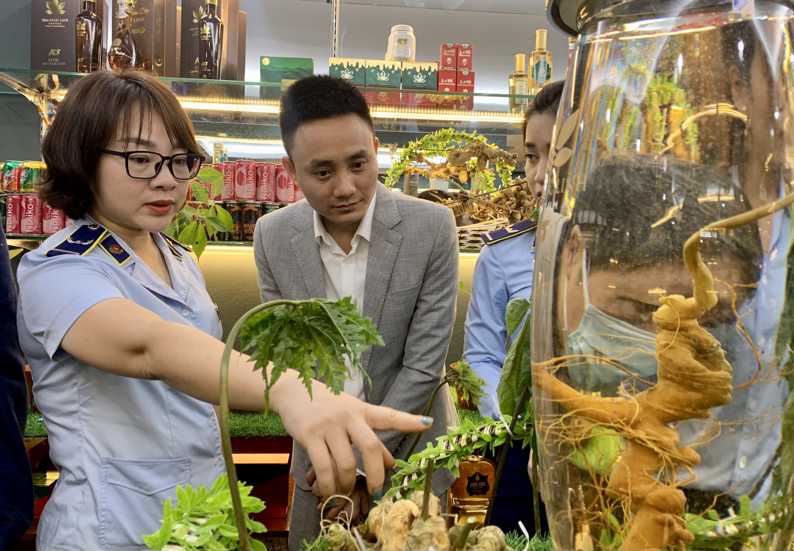 Tuần lễ “Nhận diện đúng sâm Ngọc Linh trên thị trường” - ảnh 3