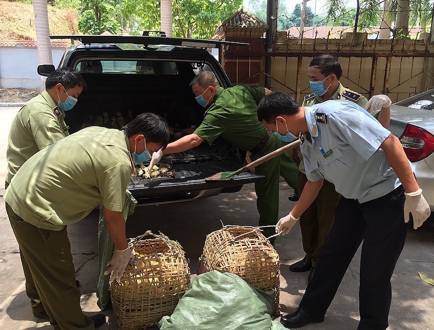 Ngăn chặn buôn bán, vận chuyển trái phép gia cầm qua biên giới - ảnh 1