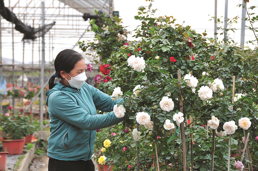 Mê Linh khởi sắc với nhiều thành tựu sau 15 năm hợp nhất về Thủ đô - ảnh 4