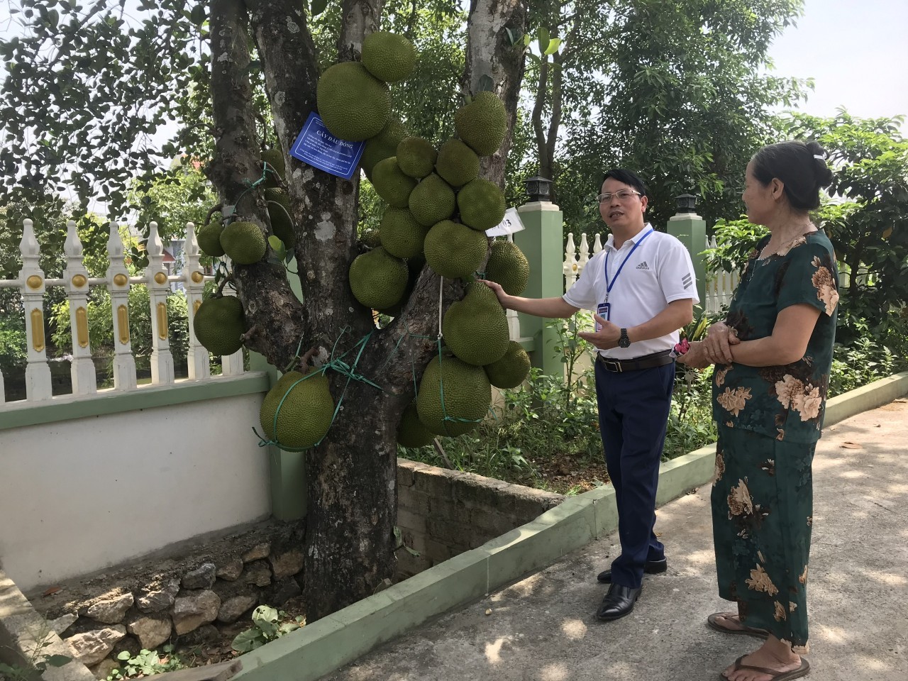 Hà Nội tìm giải pháp bảo tồn, phát triển giống mít bản địa - ảnh 4