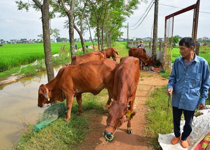 Khuyến nông Hà Nội hỗ trợ nông dân nuôi bò sinh sản - ảnh 2
