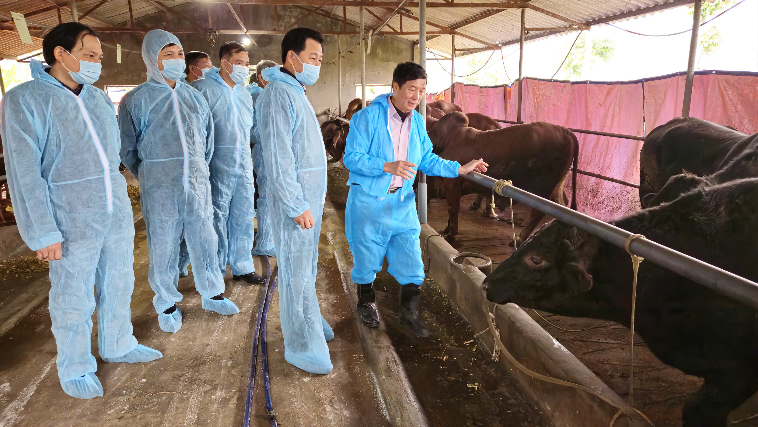 Hà Nội tập trung phát triển chăn nuôi bền vững, giảm chăn nuôi trong khu dân cư - ảnh 1