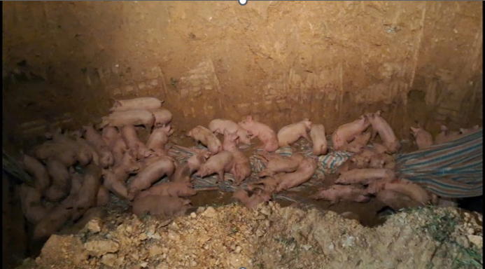 Phát hiện và tiêu hủy 192 con lợn nhiễm virus Dịch tả lợn Châu Phi vận chuyển trái phép - ảnh 2