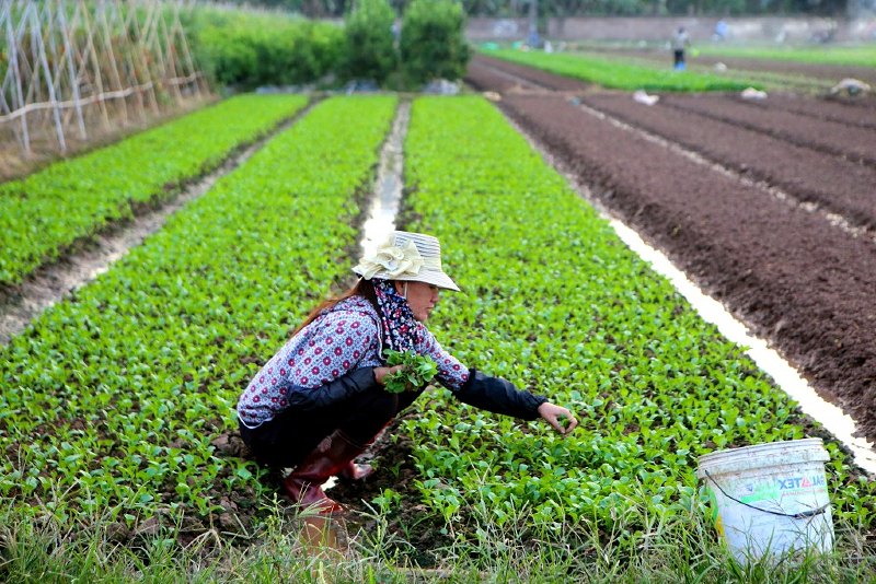 Hà Nội mở rộng vùng trồng áp dụng VietGAP - hướng tới nông nghiệp sinh thái, bền vững - ảnh 3