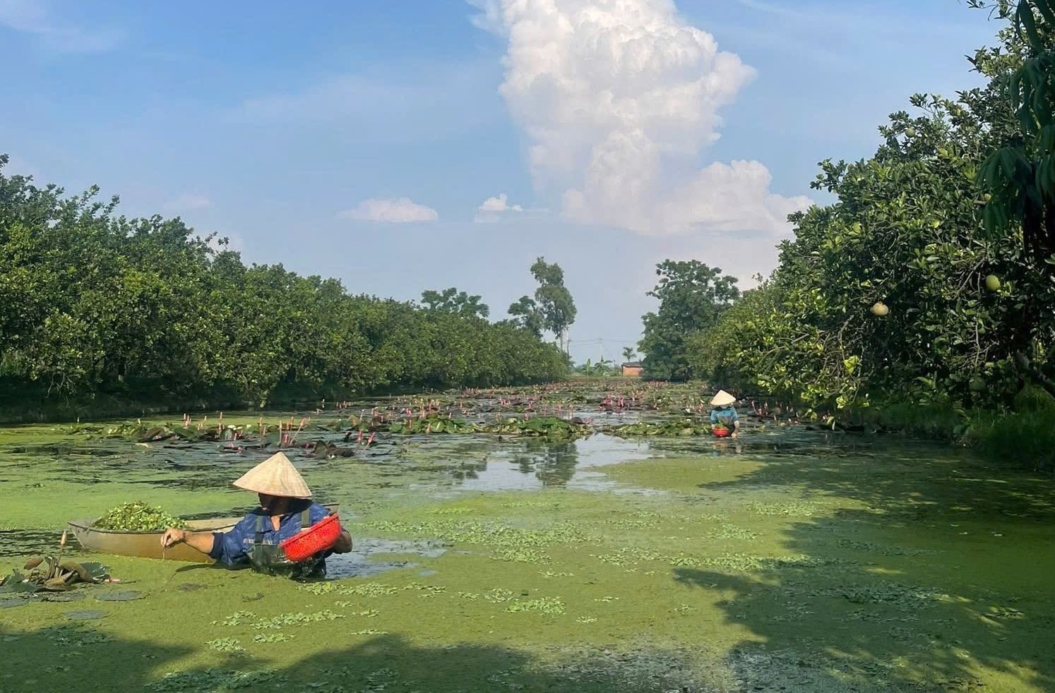 Hà Nội đồng hành cùng nông dân: Chuyển đổi sản xuất bền vững, nâng tầm nông sản Thủ đô - ảnh 4