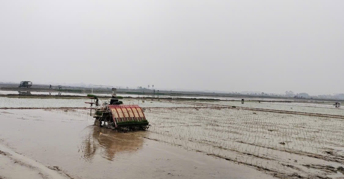 Xã Ứng Thiên đẩy nhanh tiến độ sản xuất, phát huy hiệu quả cấy máy - ảnh 3