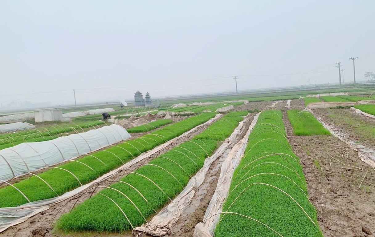 Xã Ứng Thiên đẩy nhanh tiến độ sản xuất, phát huy hiệu quả cấy máy - ảnh 2