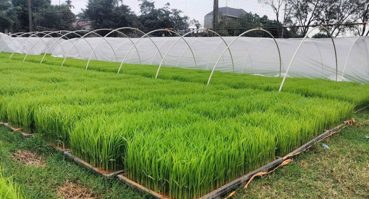 Xã Ứng Thiên đẩy nhanh tiến độ sản xuất, phát huy hiệu quả cấy máy - ảnh 1