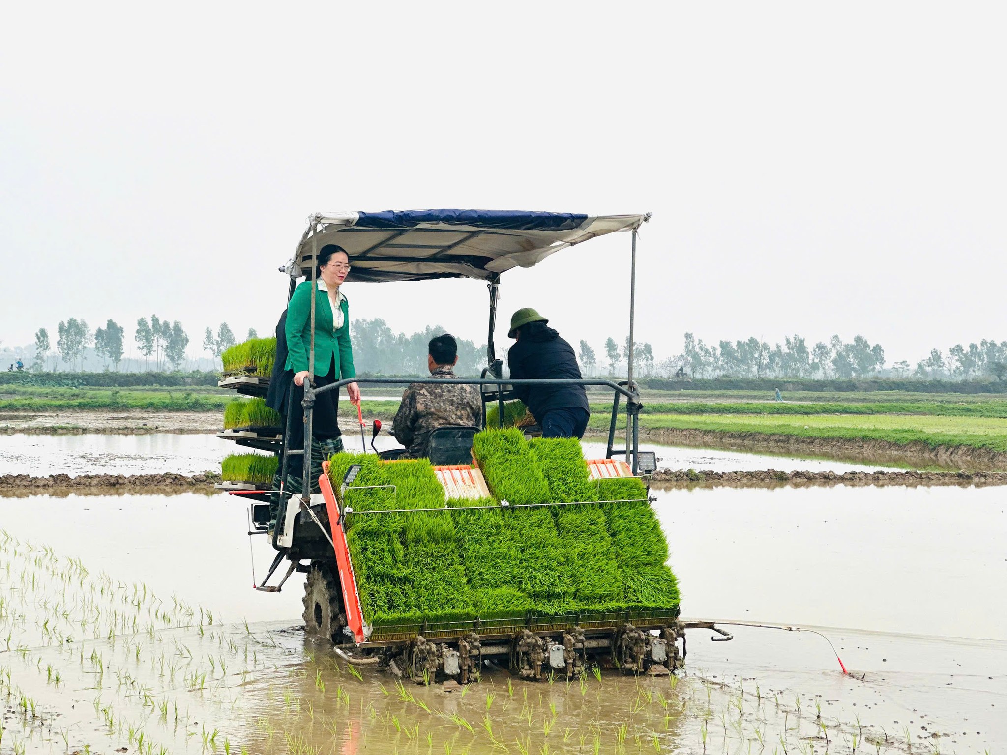 Chủ tịch Hội Nông dân thành phố cùng hội viên xuống đồng cấy lúa xuân 2026 - ảnh 1