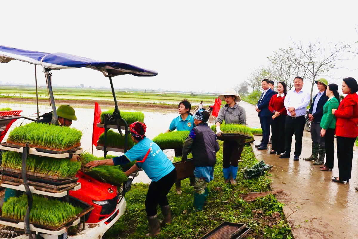Chủ tịch Hội Nông dân thành phố cùng hội viên xuống đồng cấy lúa xuân 2026 - ảnh 2