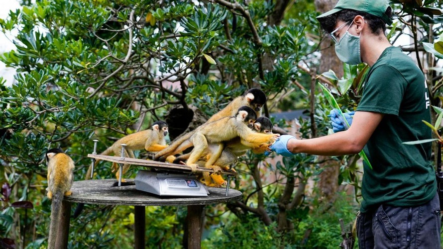 Bùng phát dịch bệnh lây truyền từ động vật - ảnh 1