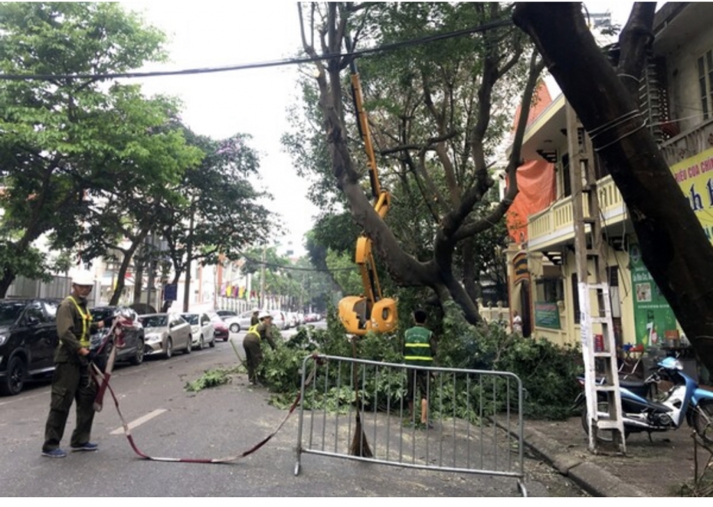 Hà Nội thay thế khoảng 1,7 triệu cây xanh có nguy cơ gãy đổ trước mùa mưa bão - ảnh 1
