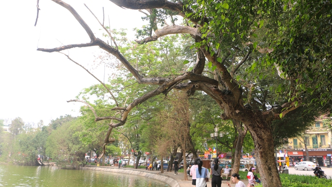 Hà Nội sẽ chặt hạ 3 cây sưa bị chết bên hồ Hoàn Kiếm - ảnh 1