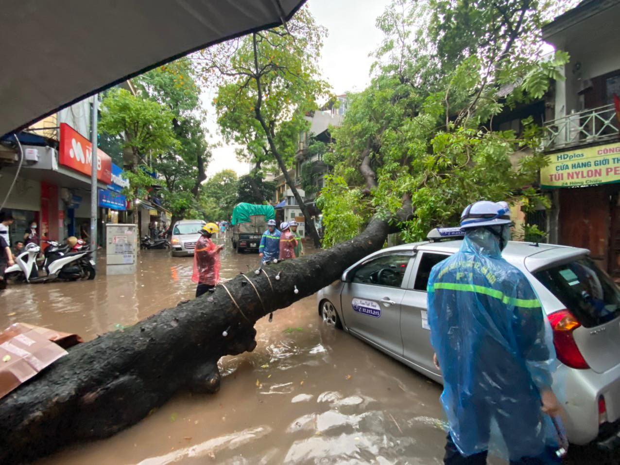 Hà Nội: Mưa lớn khiến cây xà cừ bật gốc, đè vào ô tô - ảnh 1