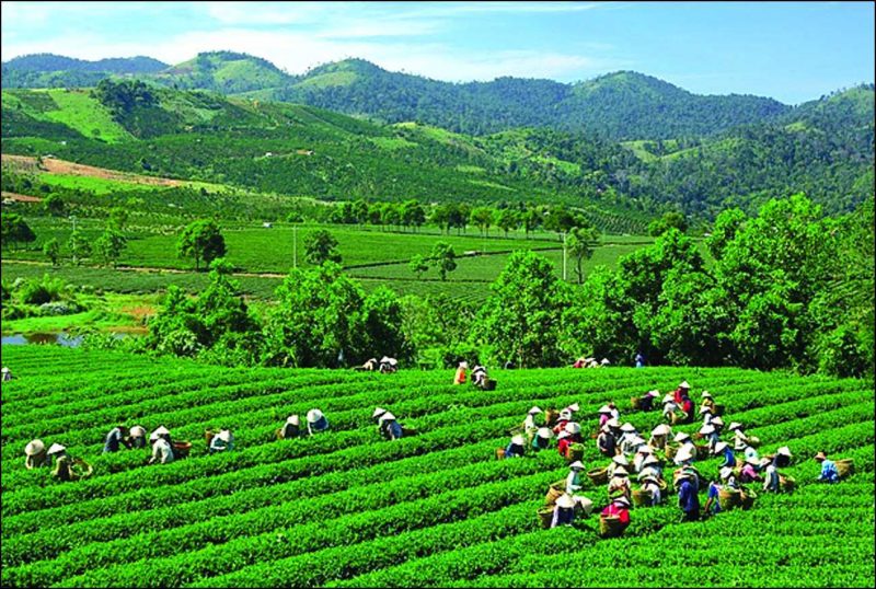 Hiệu quả từ Chương trình phát triển kinh tế - xã hội vùng đồng bào DTTS và miền núi ở tỉnh Thái Nguyên - ảnh 1