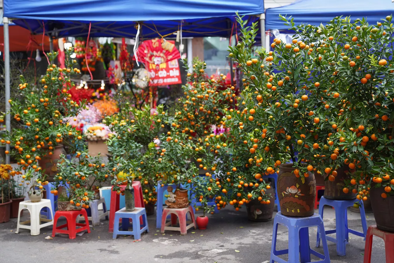 Hàng Mã rực sắc đỏ đón Tết Quý Mão - ảnh 1