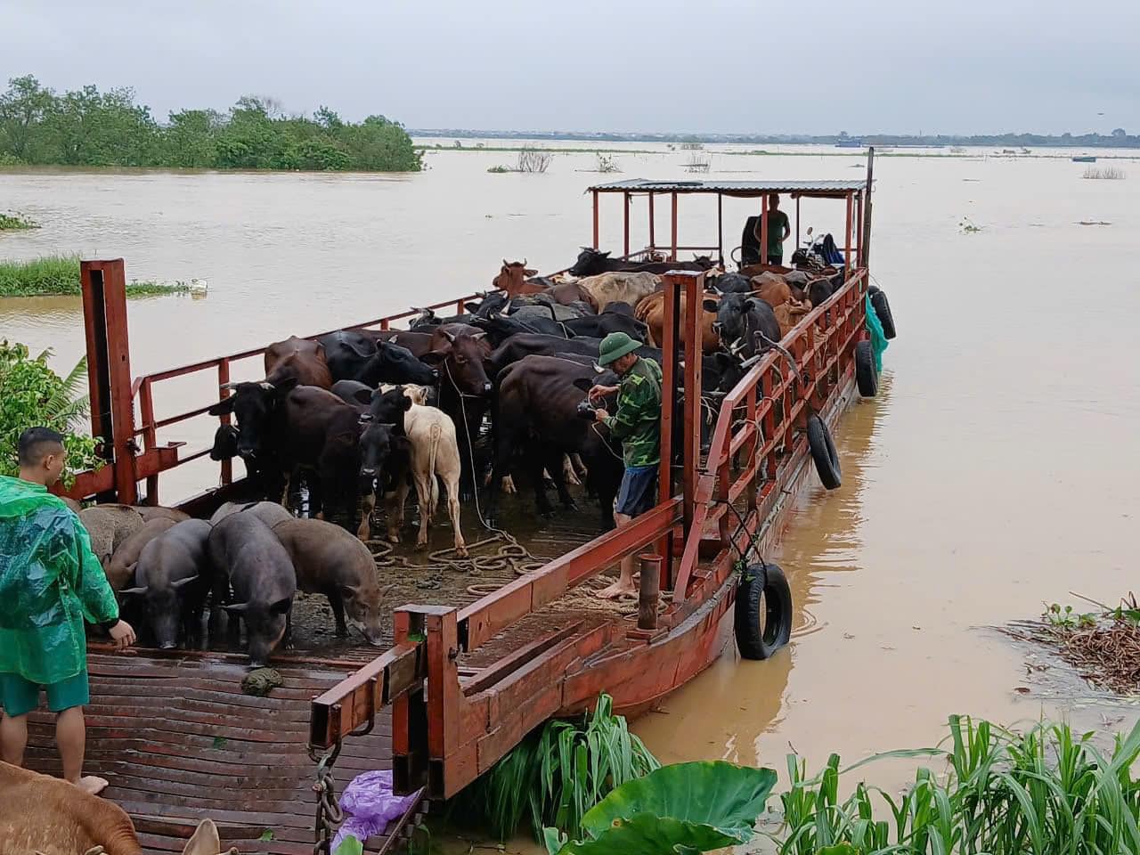 Huyện Đan Phượng sẵn sàng ứng phó với lũ báo động 2 trên sông Hồng - ảnh 1