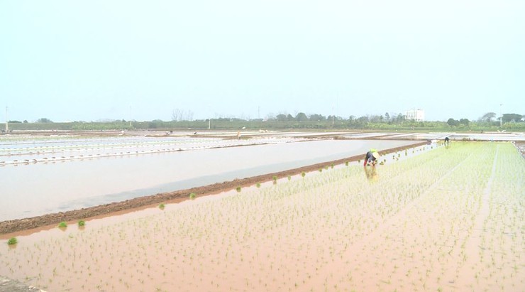 Nông dân Phúc Lộc hăng hái xuống đồng cấy lúa vụ xuân 2026 - ảnh 2