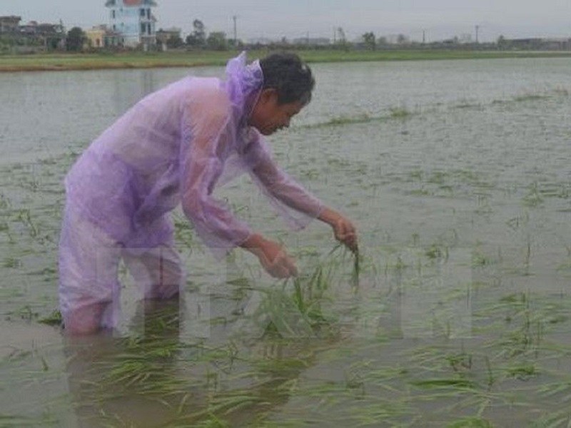 Hà Nội: Hơn 35.000ha lúa, cây hoa màu bị ảnh hưởng do bão số 3 - ảnh 1