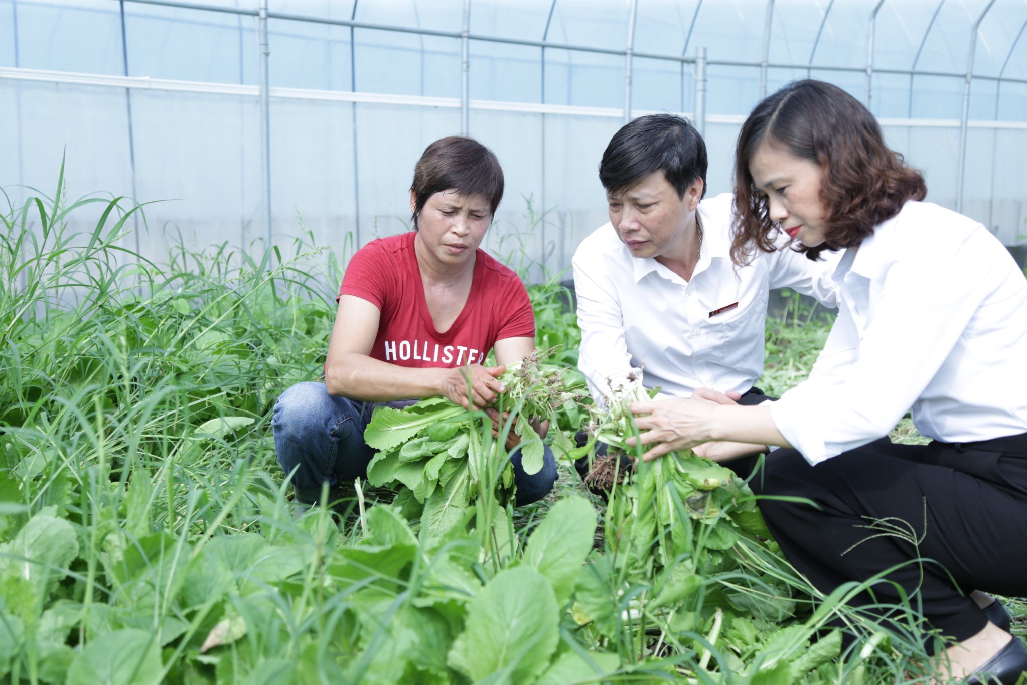 Agribank đồng hành phát triển kinh tế - xã hội địa bàn Thủ đô - ảnh 3
