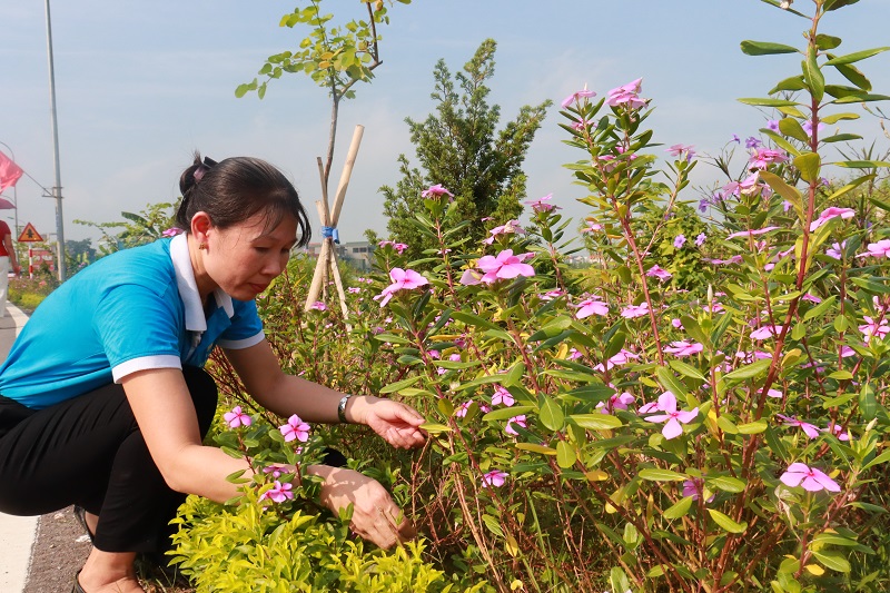 Những tuyến đường hoa kiểu mẫu góp phần xây dựng nông thôn mới nâng cao - ảnh 12