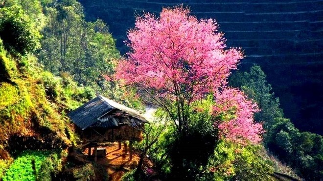 Lễ hội hoa đào rừng - ảnh 1