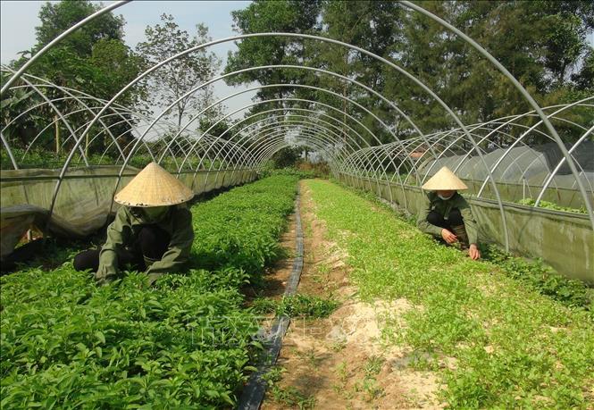 Đôi vợ chồng trẻ làm giàu từ trồng rau sạch - ảnh 1