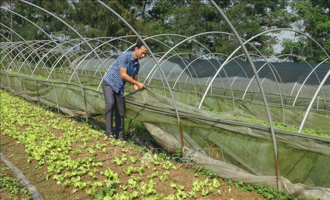 Đôi vợ chồng trẻ làm giàu từ trồng rau sạch - ảnh 2