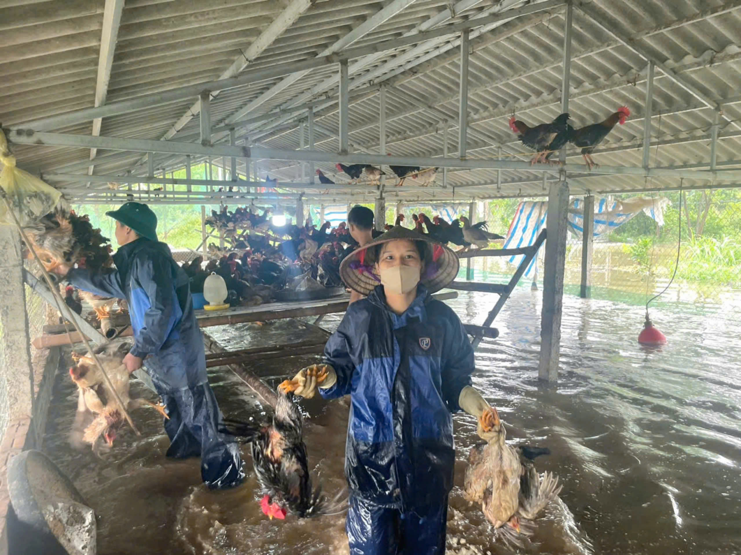 Hội LHPN huyện Ba Vì hỗ trợ người dân di chuyển gia súc, gia cầm tránh lũ - ảnh 2