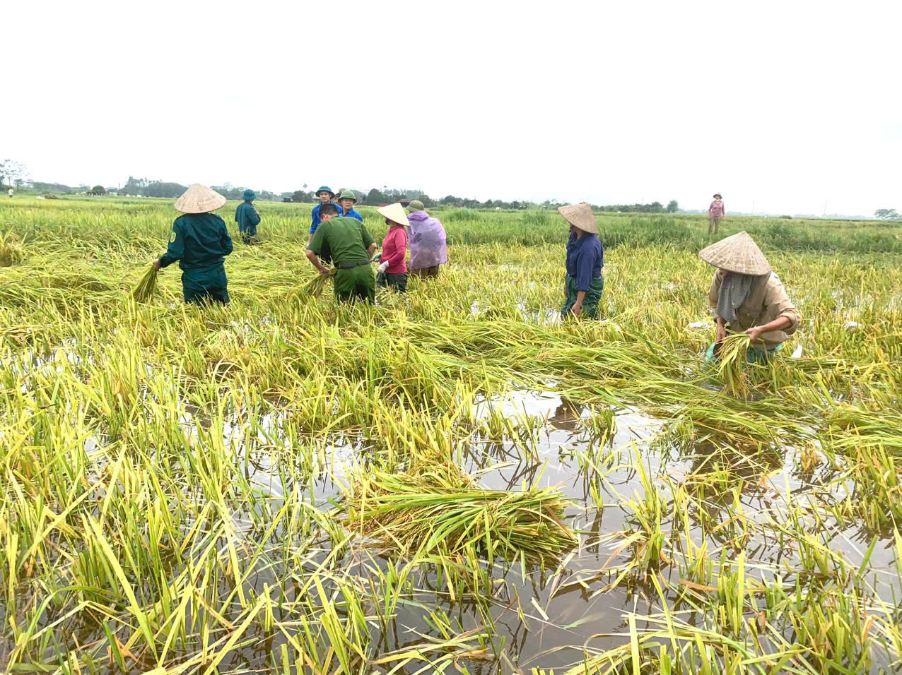 Hội LHPN huyện Ba Vì hỗ trợ người dân di chuyển gia súc, gia cầm tránh lũ - ảnh 4