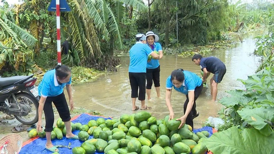 Hội LHPN Gia  Lâm: Kết nối, hỗ trợ tiêu thụ 16 tấn đu đủ và 13.000 buồng chuối - ảnh 1