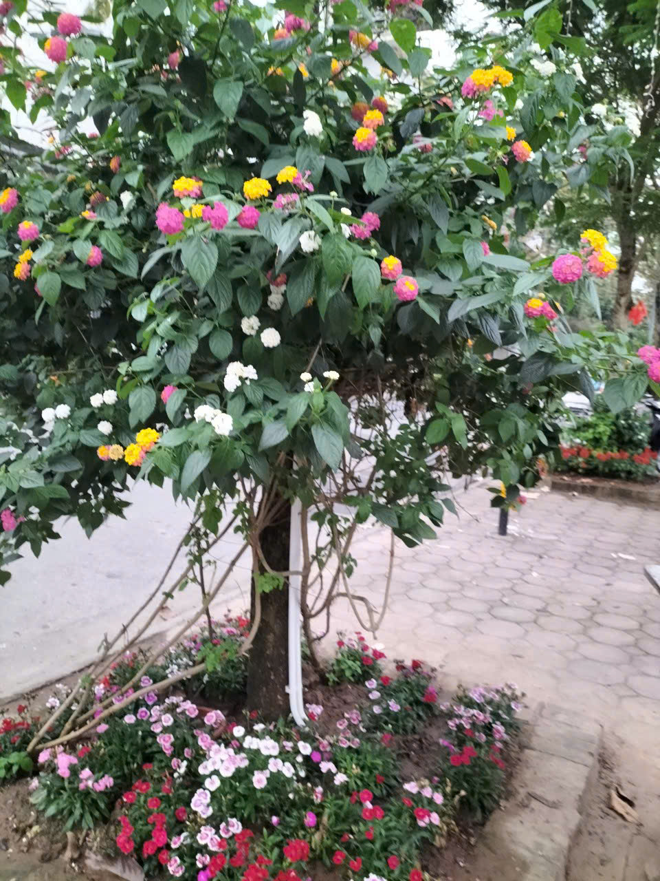 Bà tổ trưởng dân phố gương mẫu luôn “nói đi đôi với làm“ - ảnh 7