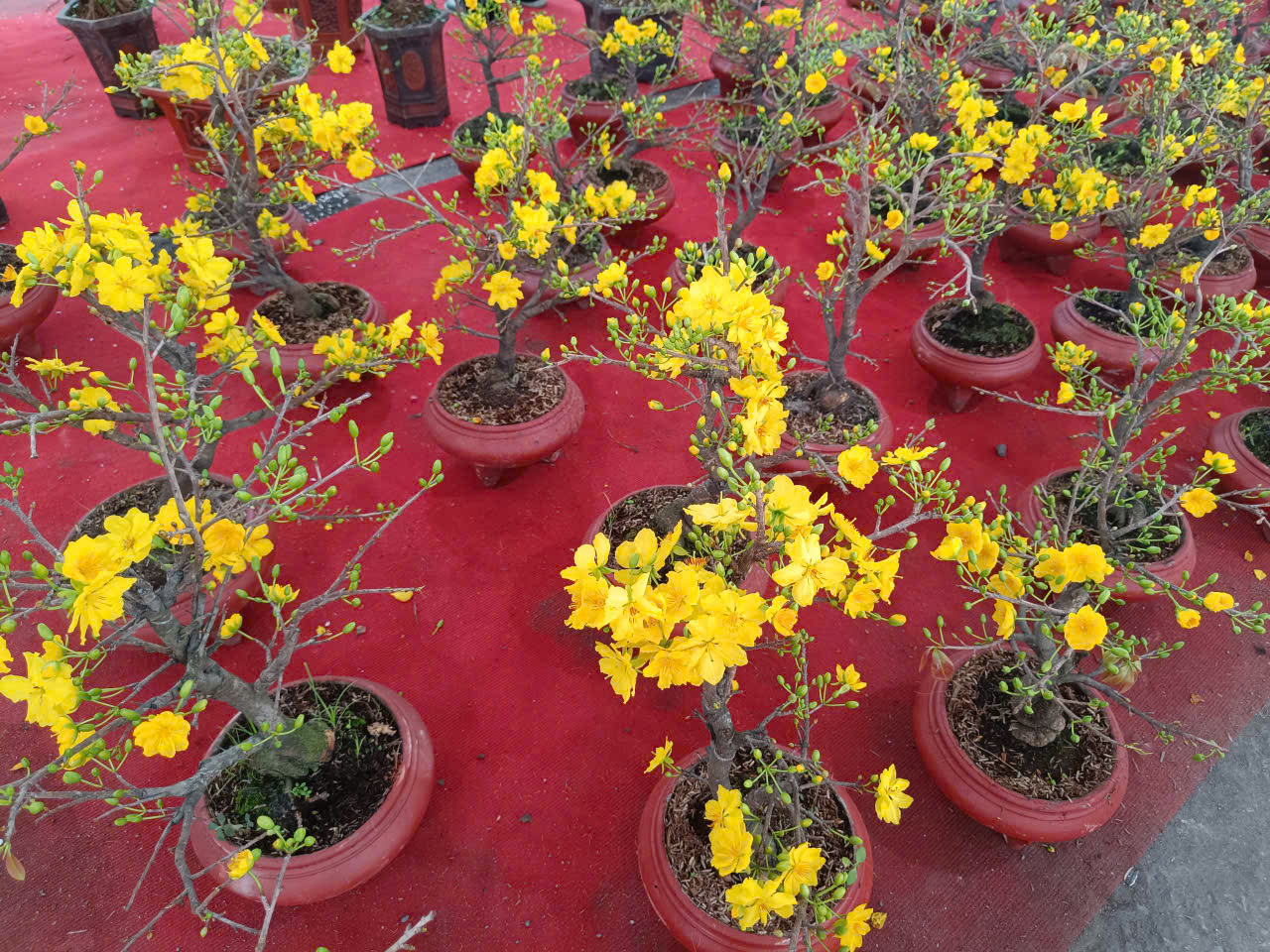 Người dân Hà Nội mang hương sắc xuân về cho gia đình - ảnh 4