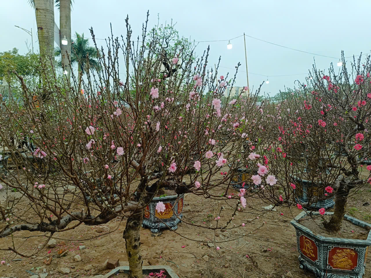 Người dân Hà Nội mang hương sắc xuân về cho gia đình - ảnh 3