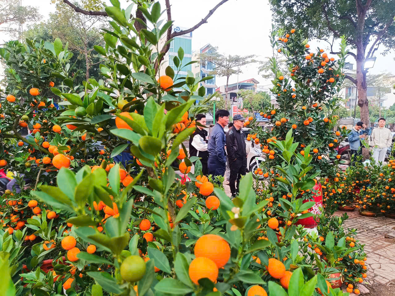 Người dân Hà Nội mang hương sắc xuân về cho gia đình - ảnh 1