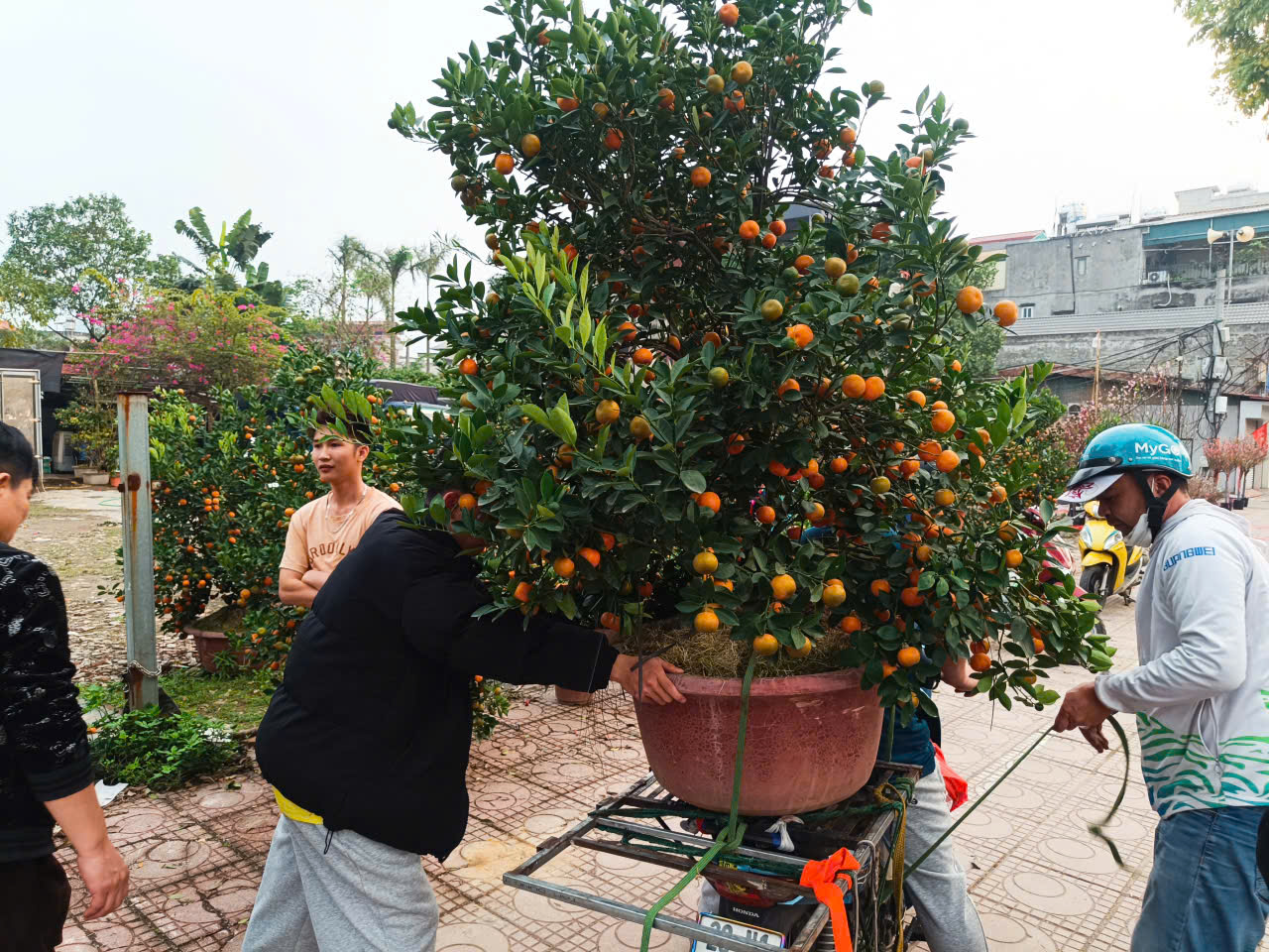 Người dân Hà Nội mang hương sắc xuân về cho gia đình - ảnh 8