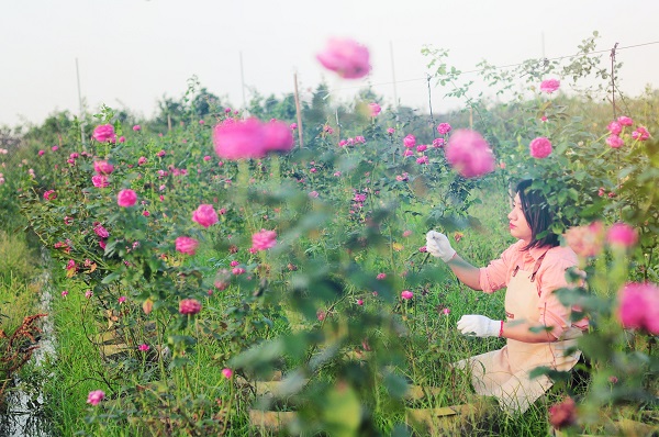 Cách trồng hoa hồng làm đẹp không gian ở - ảnh 1