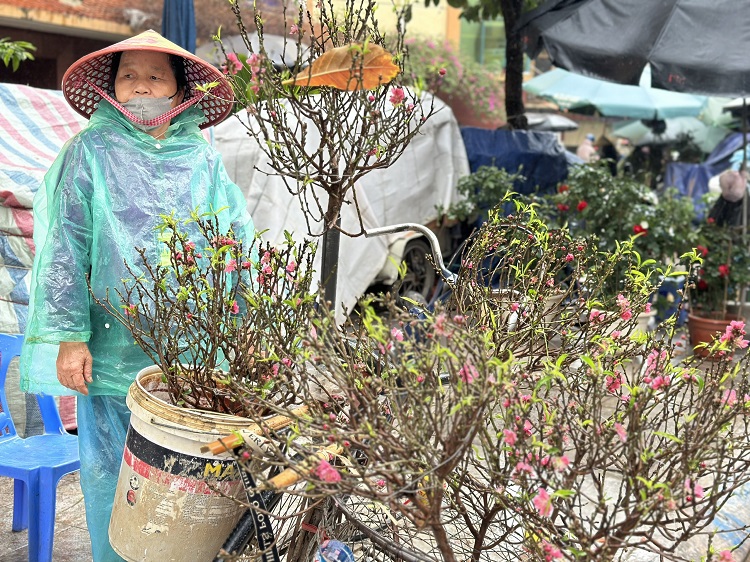 Tiểu thương thấp thỏm mong đào, quất được giá - ảnh 1
