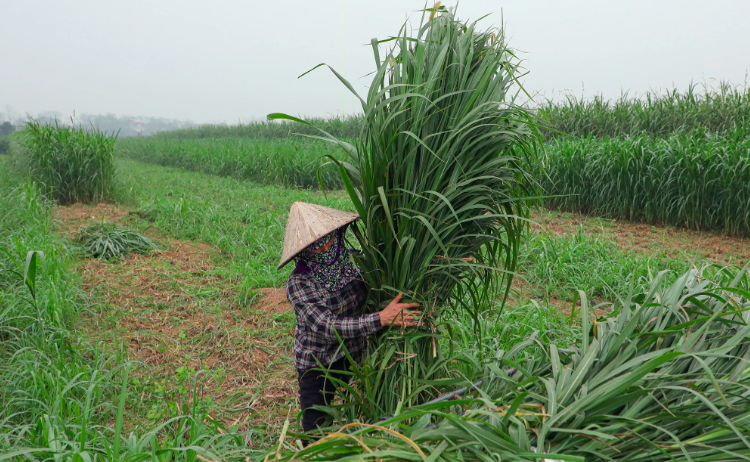 Đổi thay trên quê hương xã đảo duy nhất của Thủ đô - ảnh 3