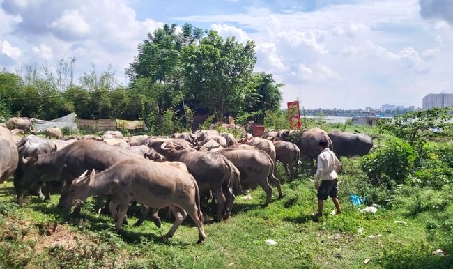 Nghề chăn trâu làm giàu giữa phố - ảnh 3