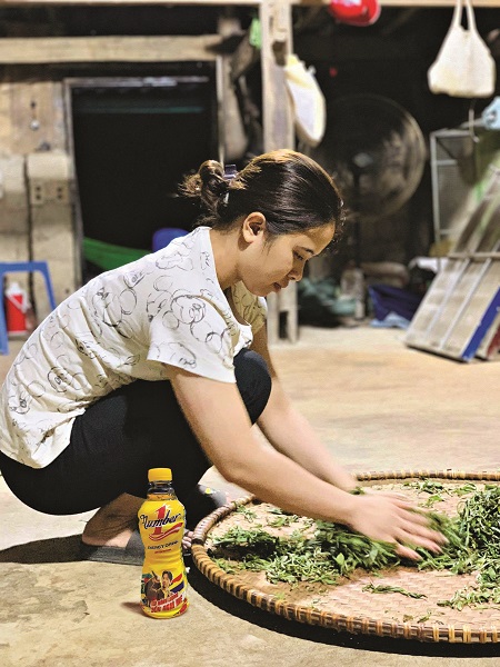 Giữa mây trắng Tủa Chùa, cô gái thắp lửa đam mê cho giấc mơ trà Shan tuyết Việt Nam - ảnh 3