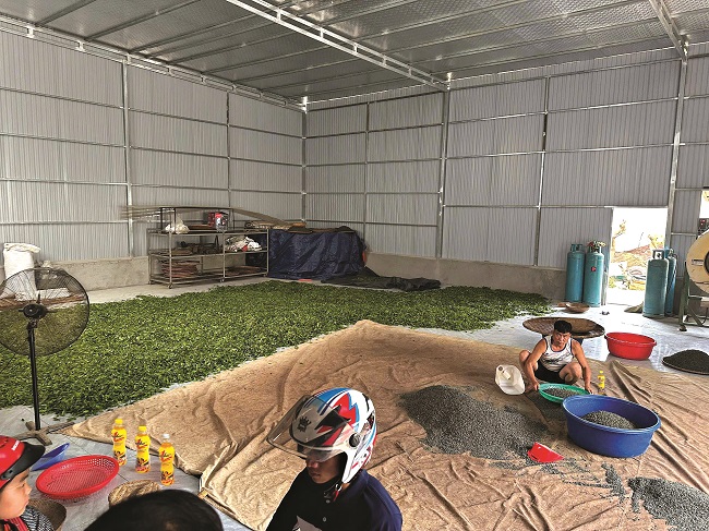 Giữa mây trắng Tủa Chùa, cô gái thắp lửa đam mê cho giấc mơ trà Shan tuyết Việt Nam - ảnh 4