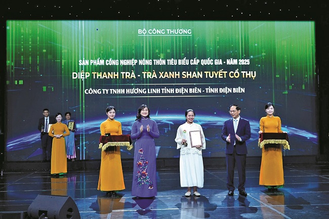 Giữa mây trắng Tủa Chùa, cô gái thắp lửa đam mê cho giấc mơ trà Shan tuyết Việt Nam - ảnh 2