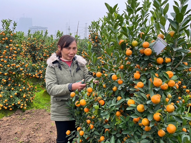 Làng quất, đào rộn ràng vào vụ Tết - ảnh 1