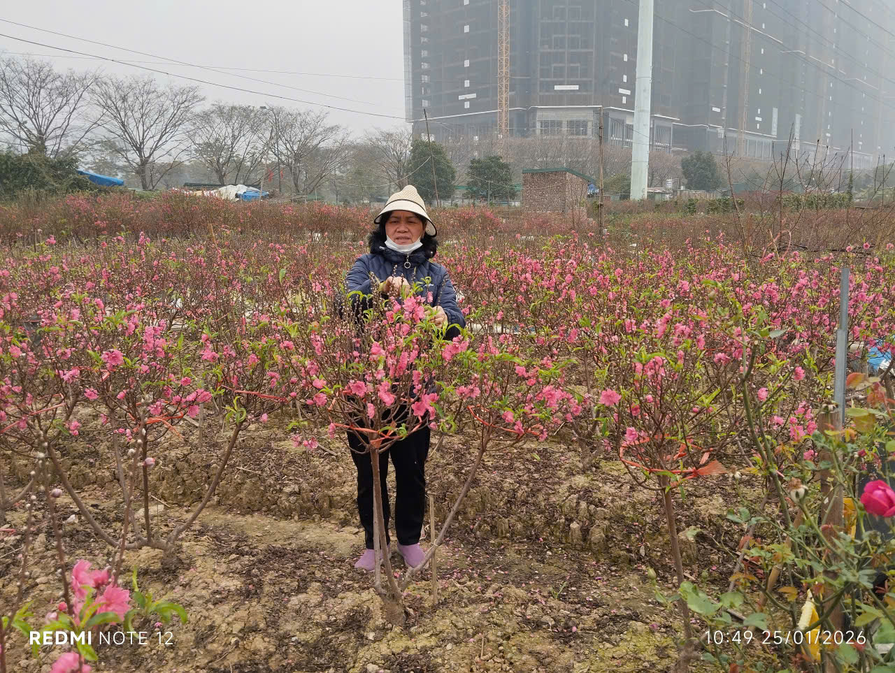 Làng quất, đào rộn ràng vào vụ Tết - ảnh 2